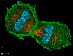 Imagen 3D de una célula división celular Imagen por Lothar Schermelleh
