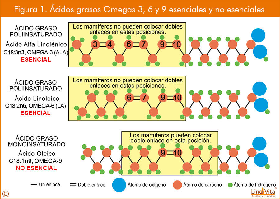 Figura 1 web acidos grasos omegas 3 omega 6 omega 9 esenciales y no esenicales linovita