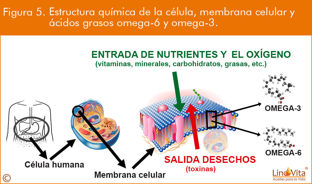 Figura-5-membrana-celular-celula-y-omega-3-permeabilidad-fluidez-reparacion-renovacon-linovita