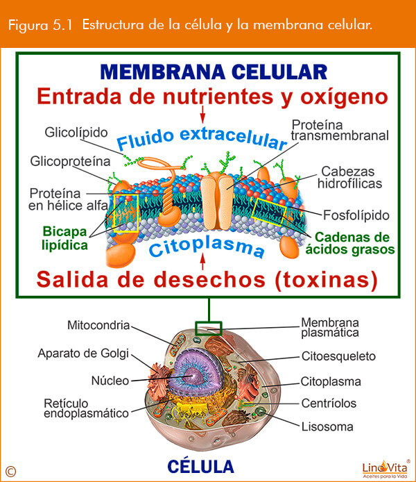 membrana celular y la mejor entrada de nutrientes gracias a omega 3