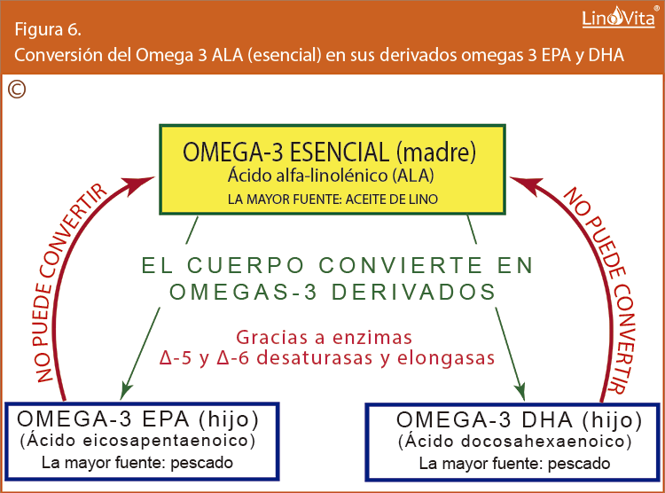 Figura 6 Conversion del Omega 3 ALA esencial en sus derivados omegas 3 EPA y DHA linovita