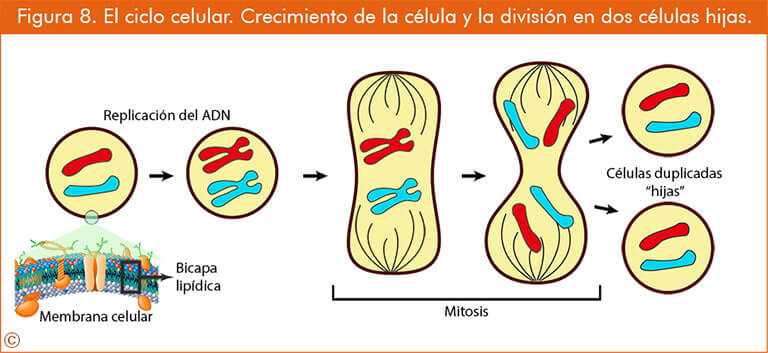 Figura 8 El ciclo celular Crecimiento de la celula y la division en dos celulas hijas linovita