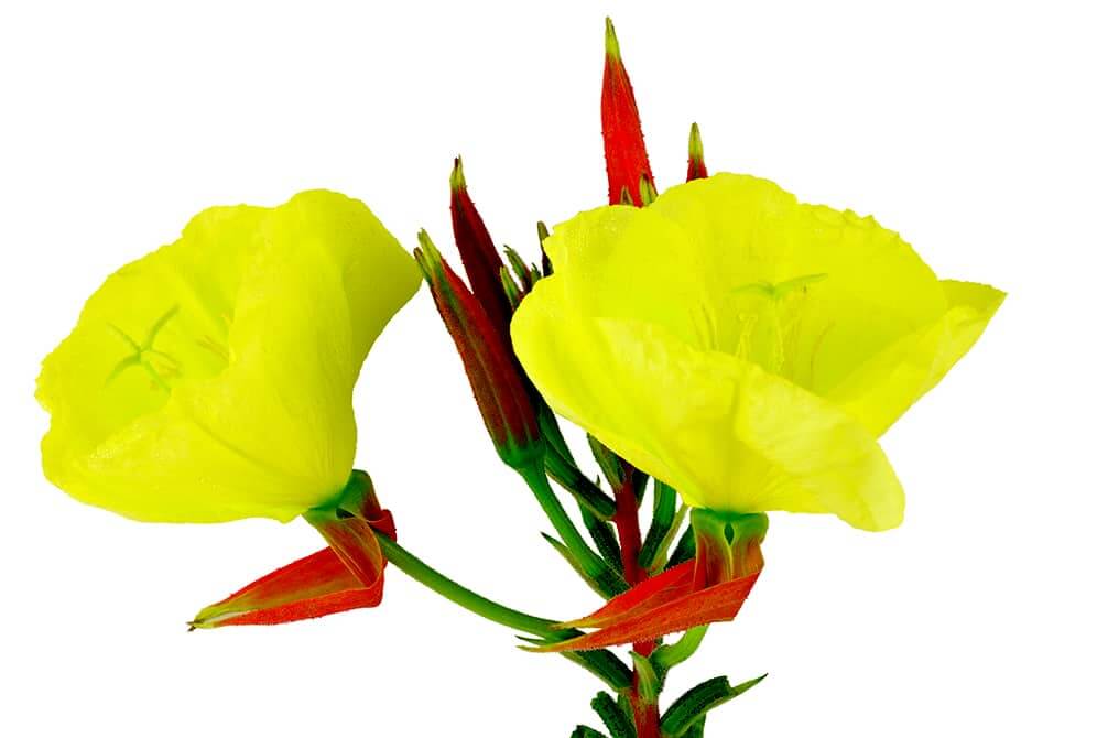 flor amarilla de onagra oenothera biennis