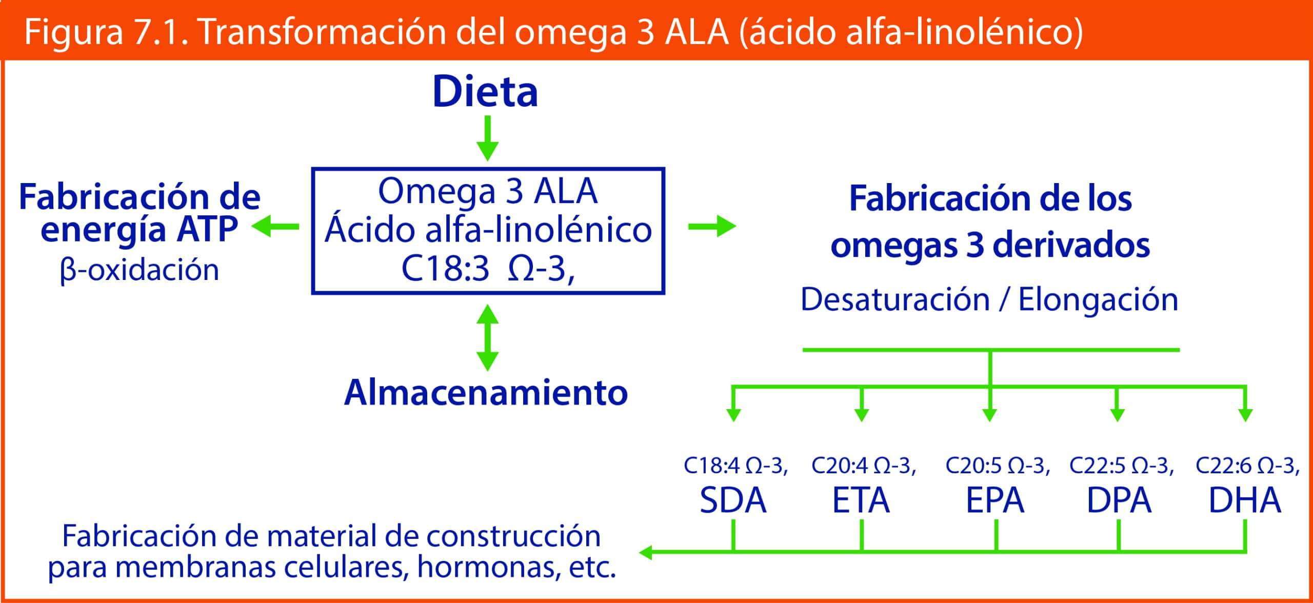 imagen Transformacion omega 3 ALA en sus derivados