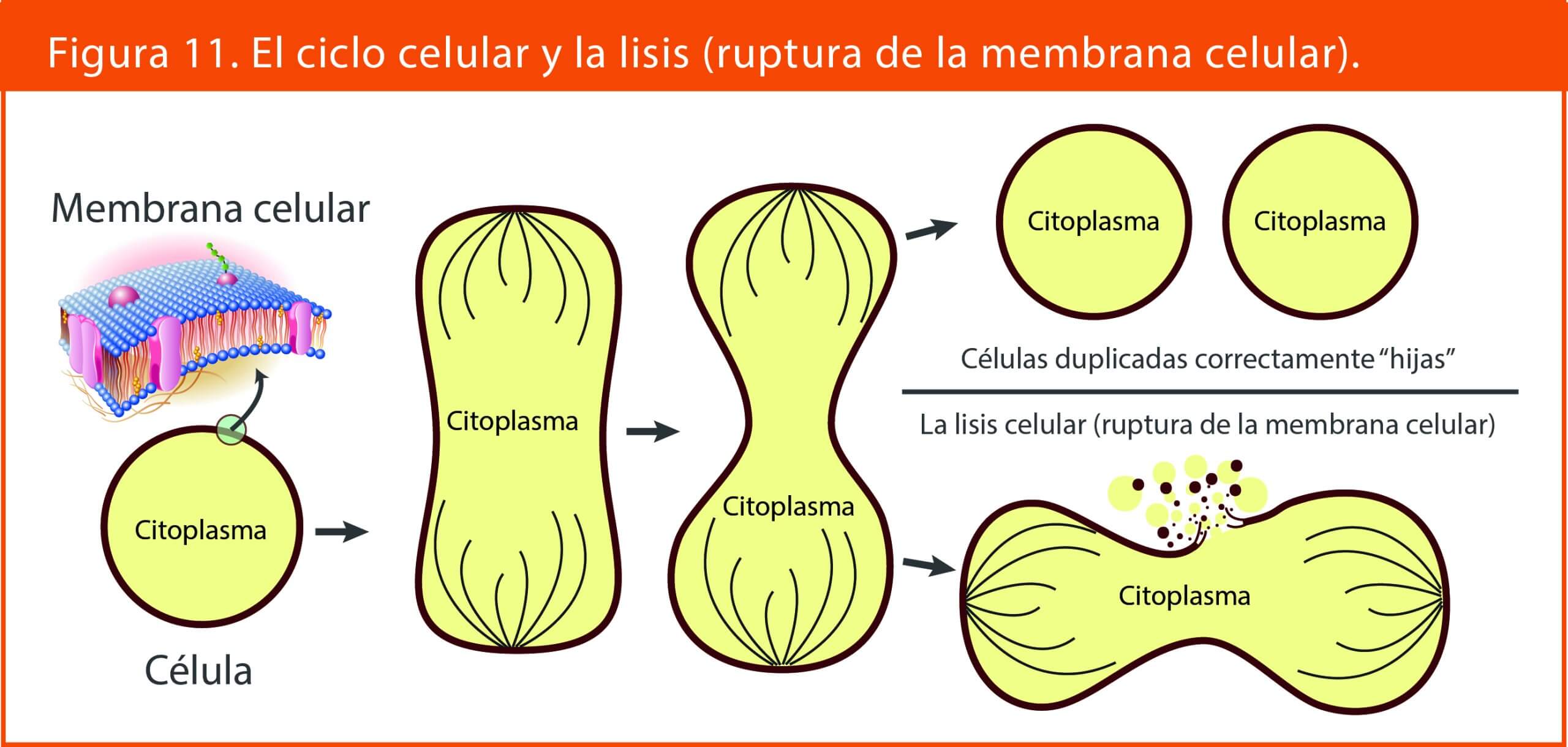 imagen del ciclo celular y la ruptura de la membrana celular