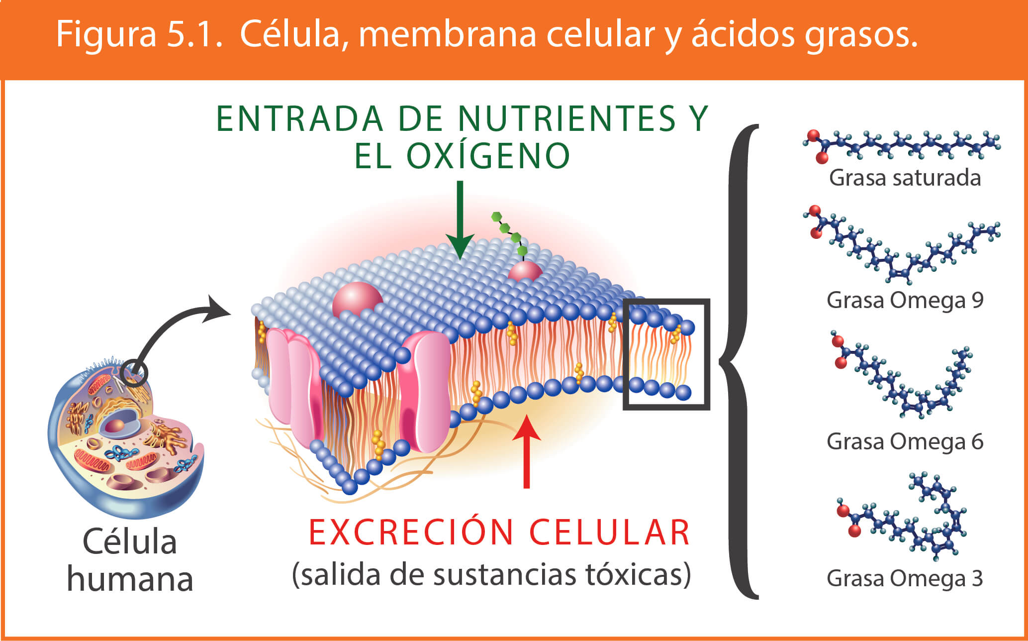 membrana celular y acidos grasos